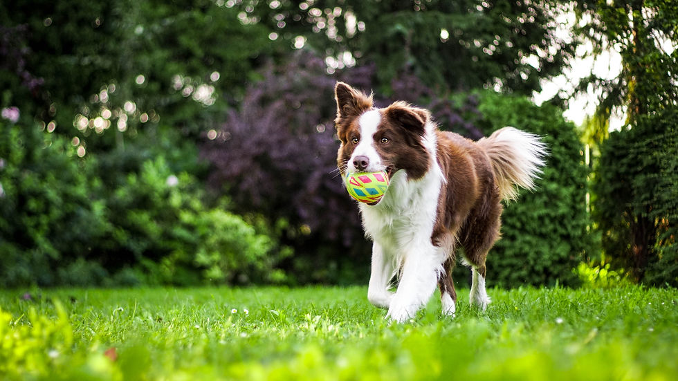 Border Collie carrying playing fetch