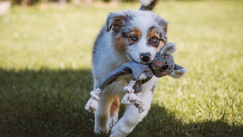 A fluffy Australian Shepherd puppy with blue eyes carries a toy in its mouth.