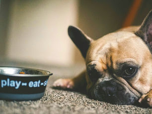 Dog looking sick beside food bowl