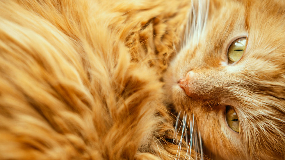 Close-up of a ginger cat with green eyes
