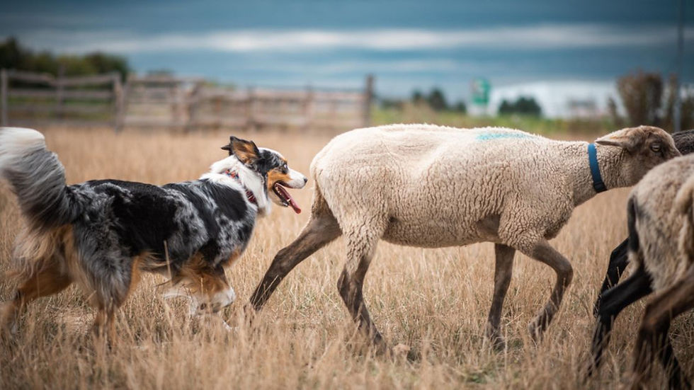 An Australian Shepherd dog herds sheep in a grassy field.