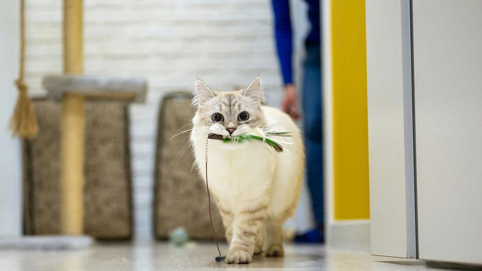 Cream tabby cat walks indoors holding a feather toy
