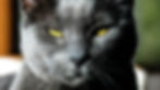 Close-up of a black cat with yellow eyes staring intently