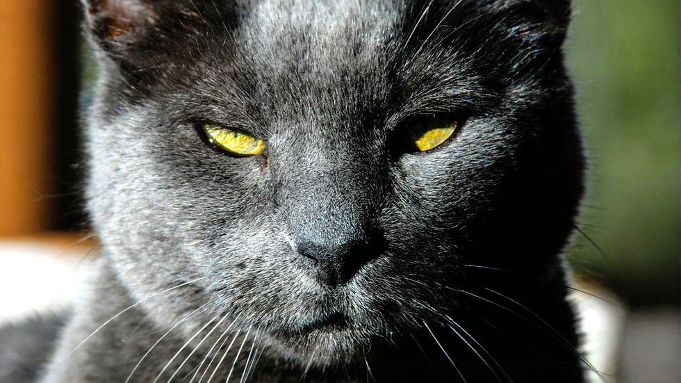Close-up of a black cat with yellow eyes staring intently