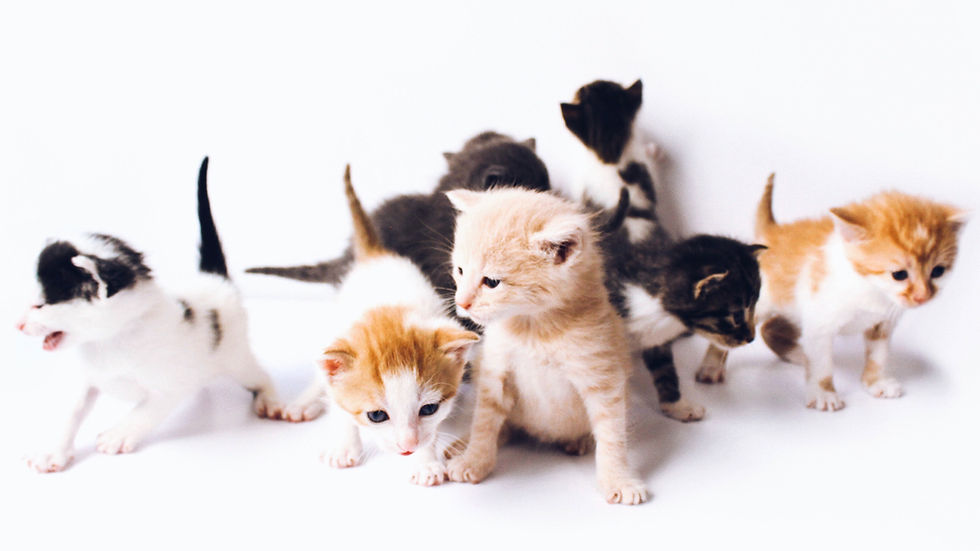 Playful kittens huddled together with curious expressions.