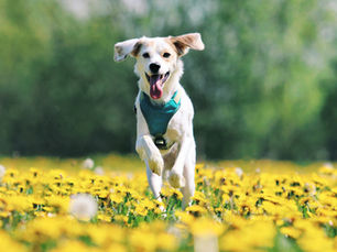 Dog joyfully runs through a field of bright yellow flowers