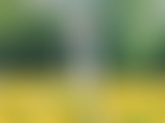 Dog joyfully runs through a field of bright yellow flowers