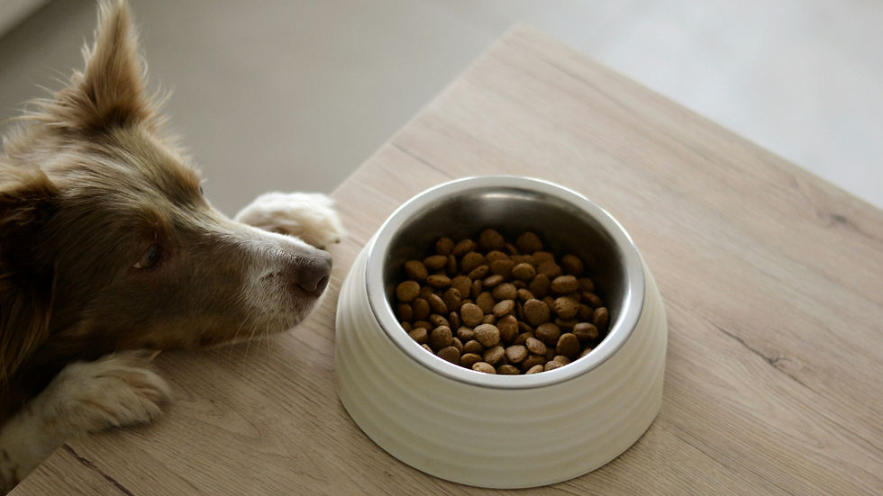 Brown dog staring at a bowl of kibble