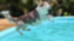 Can Dogs Drink Pool Water? Risks, Symptoms, and How to Keep Your Pup Safe