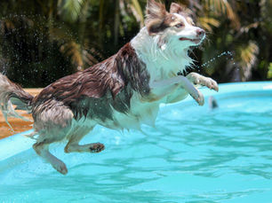 Can Dogs Drink Pool Water? Risks, Symptoms, and How to Keep Your Pup Safe