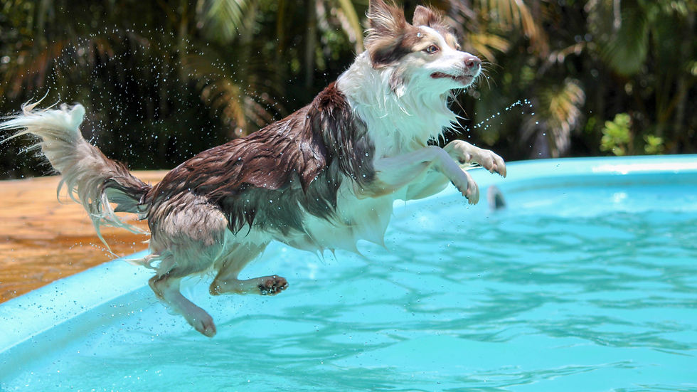 Can Dogs Drink Pool Water? Risks, Symptoms, and How to Keep Your Pup Safe