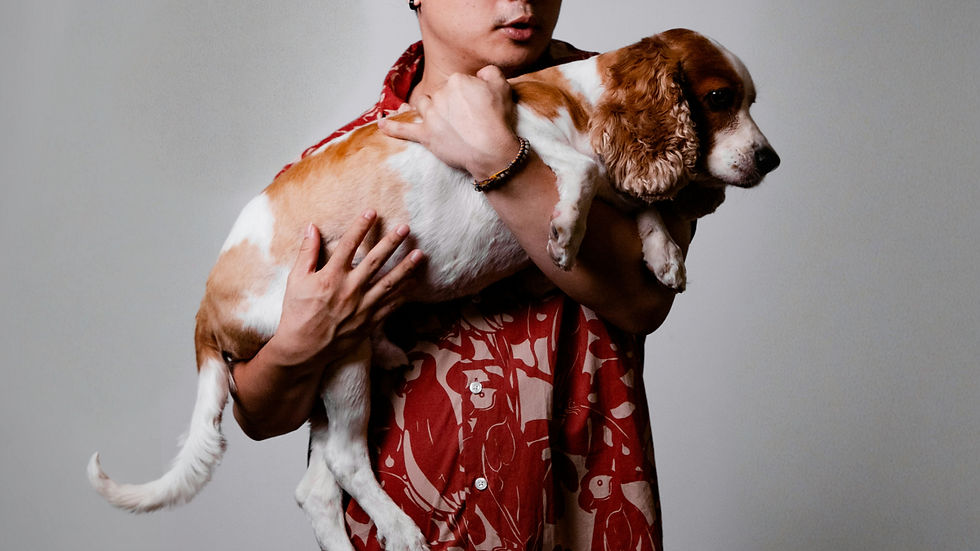 Person holds  a brown-and-white spaniel 