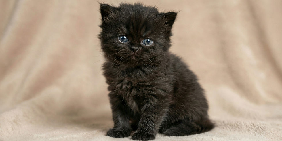 Fluffy black kitten with blue eyes