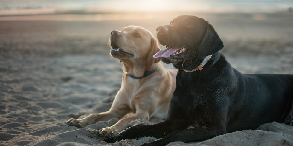 Labrador Retriever Lifespan: How Long Do Labradors Live?