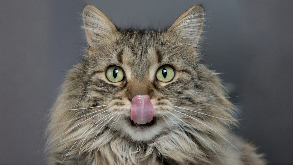 Close-up of a fluffy tabby cat licking its nose