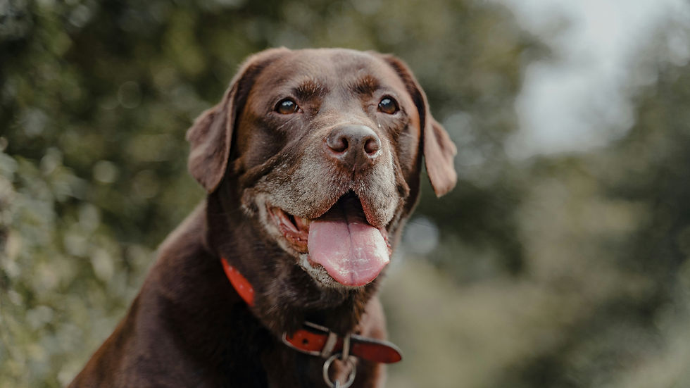 Close-up of a brown Labrador