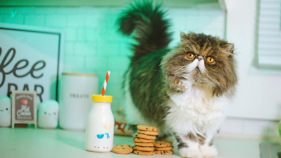 Fluffy Persian cat by stacked cookies and a milk bottle