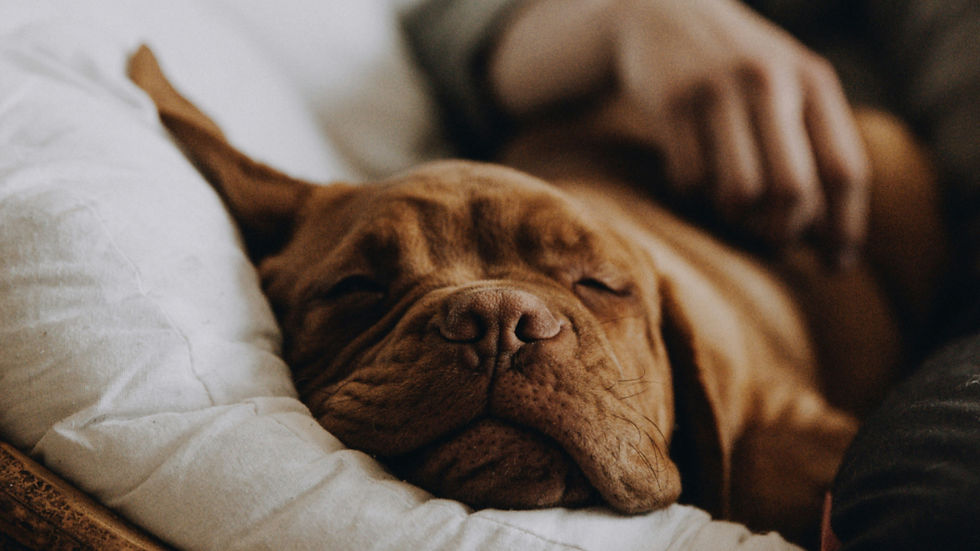 Sleepy brown dog resting on a white pillow while a hand pets it.