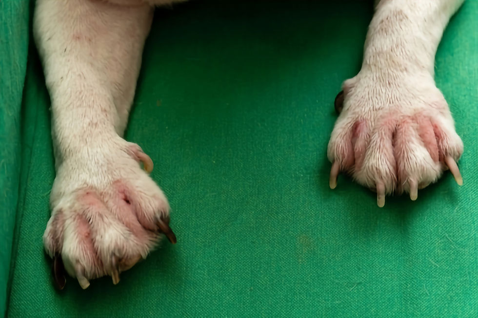 Dog paws with a yeast infection