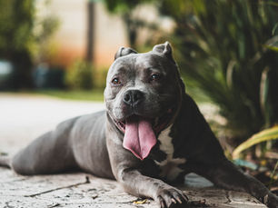 Gray pit bull lying on a paved path, panting with tongue out