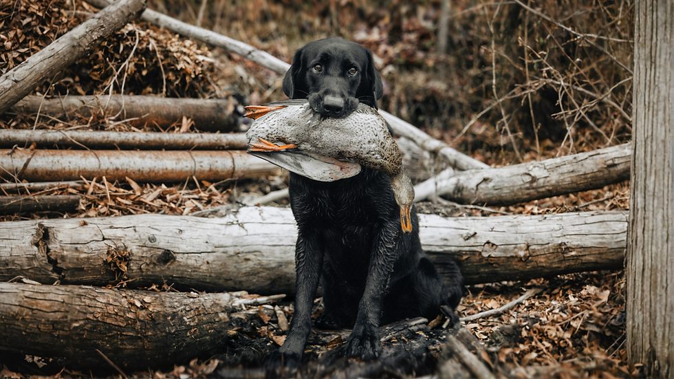 Black Labrador in a wooded area, holding a duck in its mouth