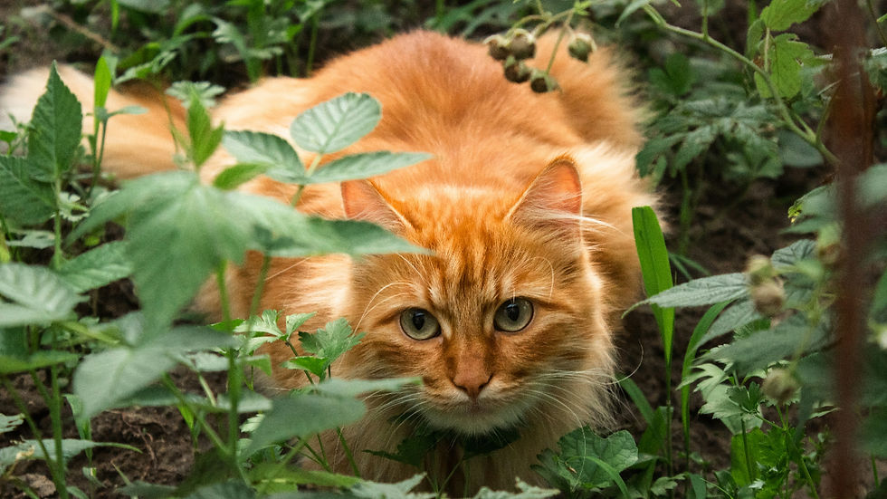 Fluffy orange cat crouches in dense green garden foliage