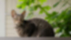 Cornish Rex cat with curly fur sitting on a ledge