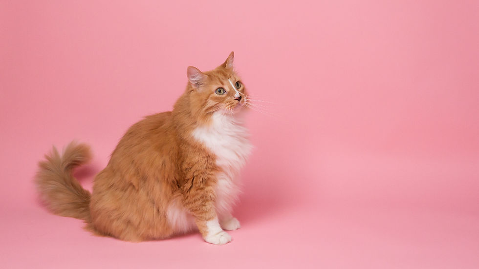 Fluffy orange-and-white cat
