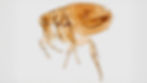 Microscopic close-up of a translucent brown flea on a white background, showing its legs and body details.