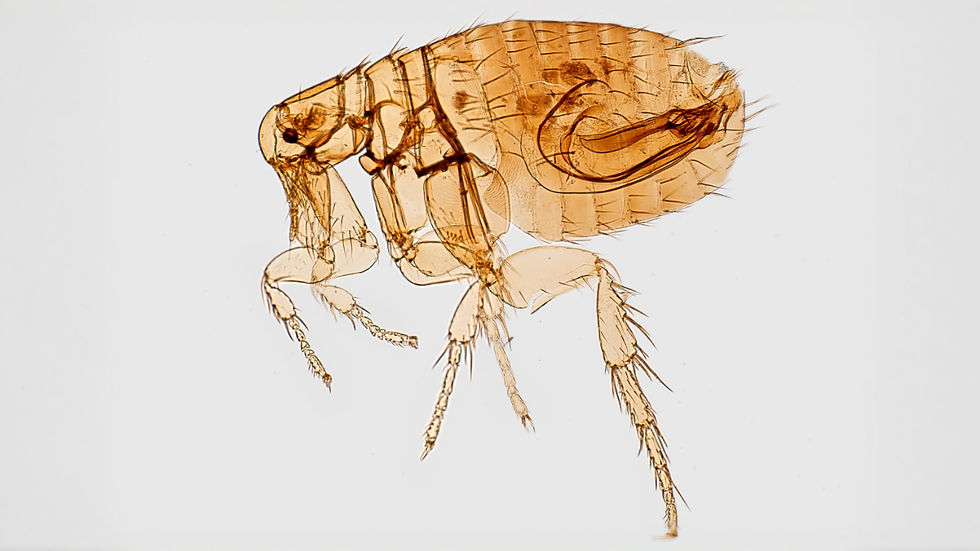 Microscopic close-up of a translucent brown flea on a white background, showing its legs and body details.