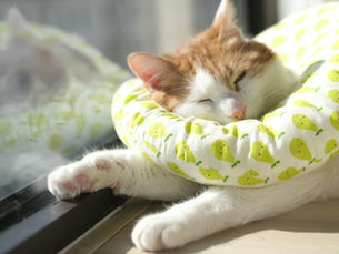 A cat with a soft neck cone sleeping