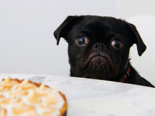 Dog staring at a pie