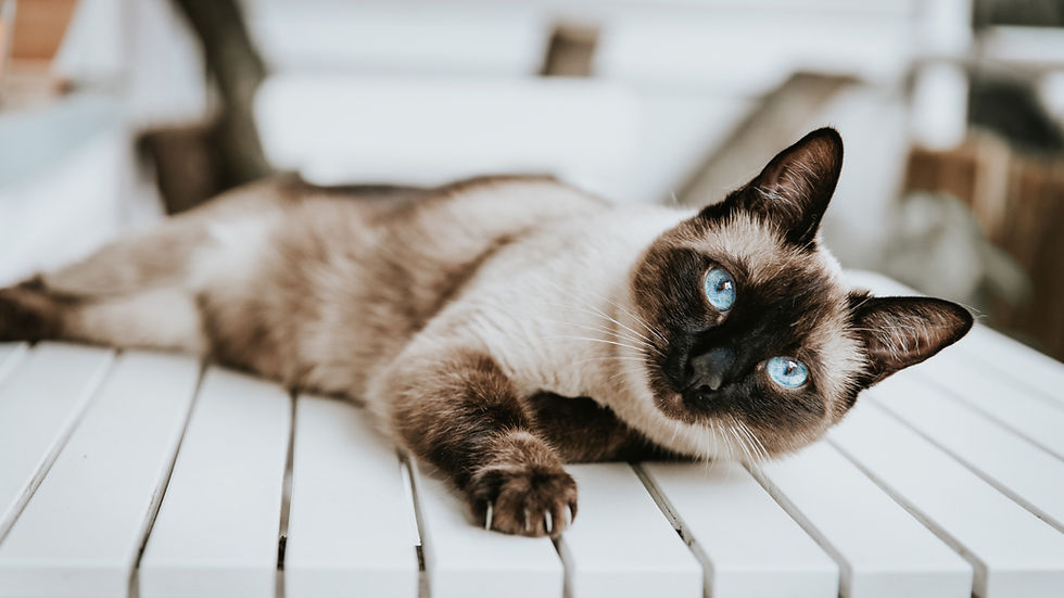 Small Siamese cat with blue eyes
