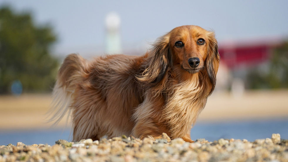 Long-haired brown dachshund stands on a pebble beach
