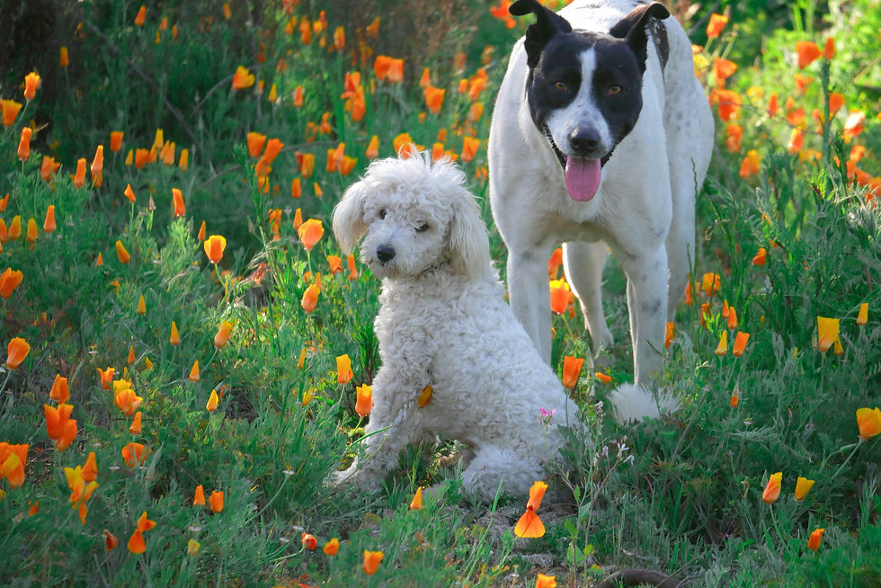 A small fluffy white dog and a big black and white dog stand in a field of vibrant orange poppies.