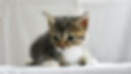 Small tabby kitten looking nervous