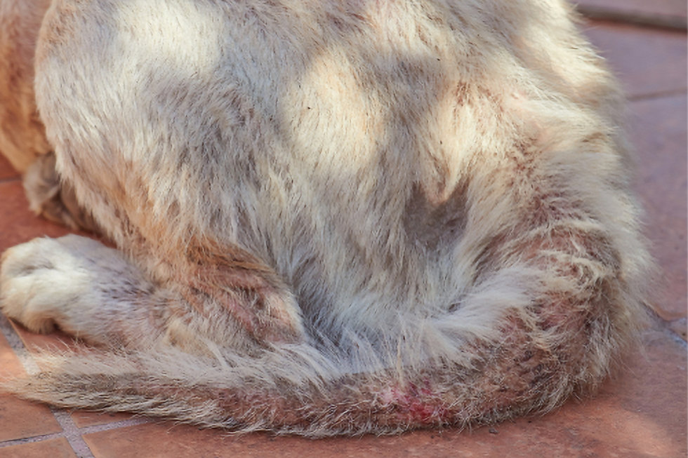 Close-up of a dog’s tail and backend with flea dermatitis