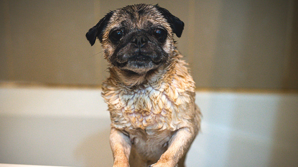 Wet pug sitting in a bathtub