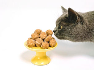 Cat sniffing a display of cookies