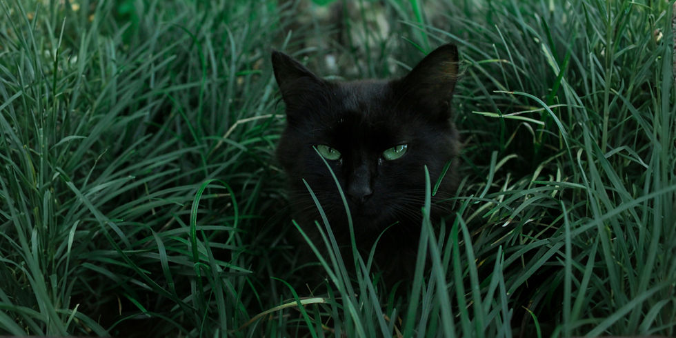 Myths About Black Cats: 5 Superstitions Debunked