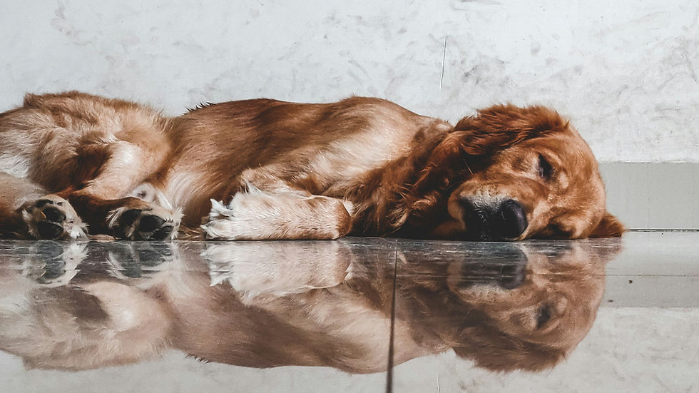 Sleeping brown dog stretched on a shiny floor