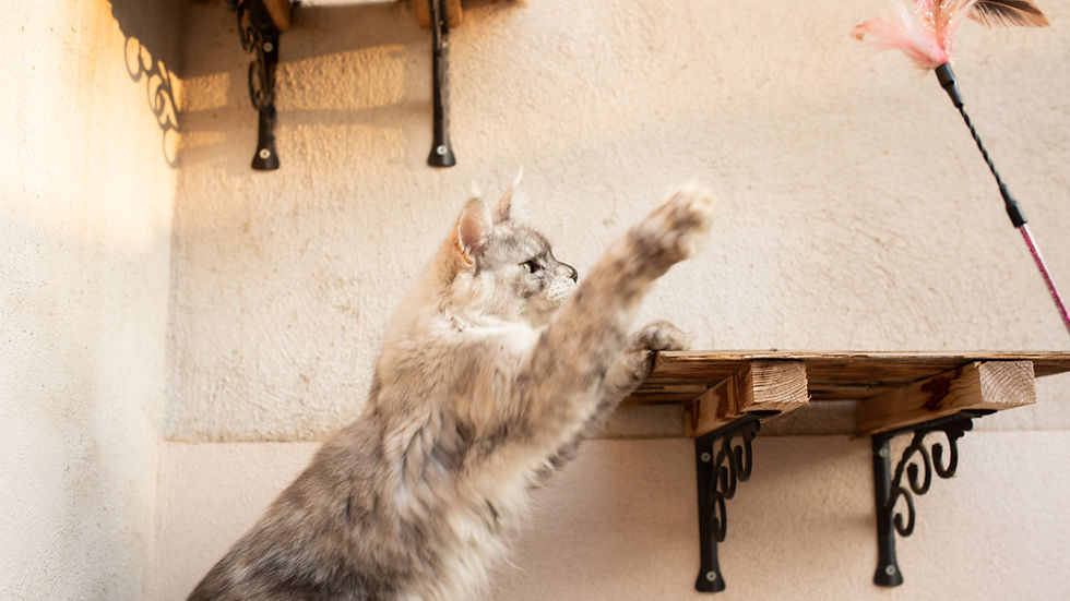 Gray cat stretches a paw toward a pink feather toy