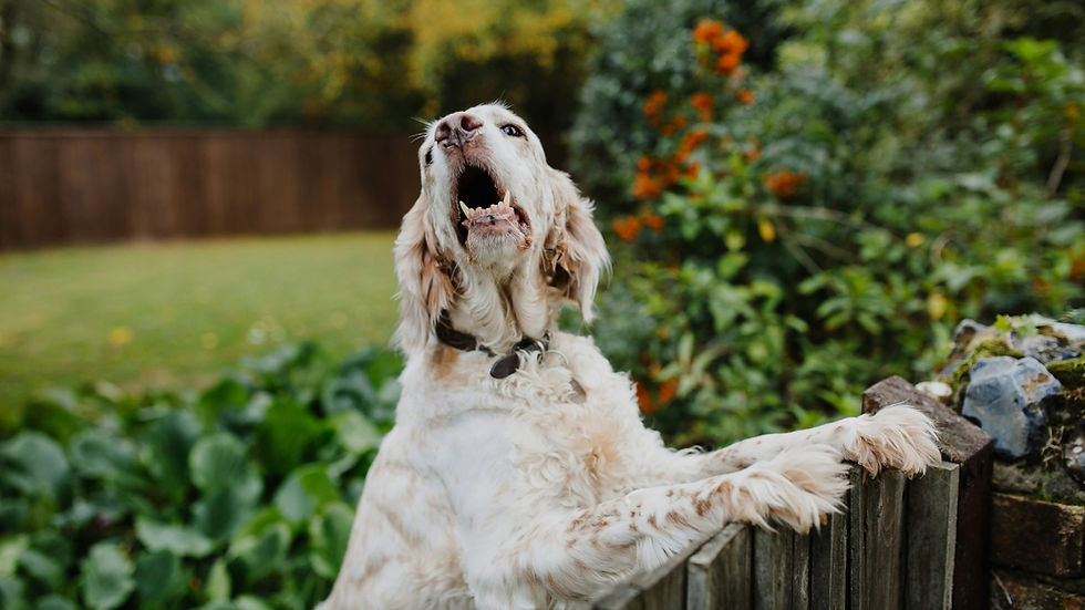 Cream-colored dog barking with paws on a wooden fence 