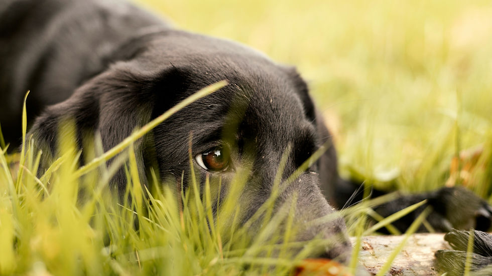 Black dog lying in tall grass