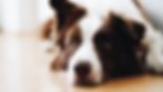 Close-up of a brown-and-white border collie lying on a wooden floor, looking worried