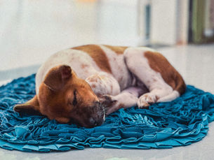Brown and white dog sleeping on a blue mat.