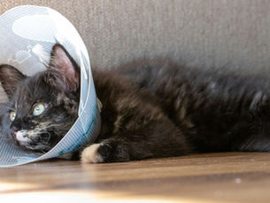 A cat lying on the floor with a cone