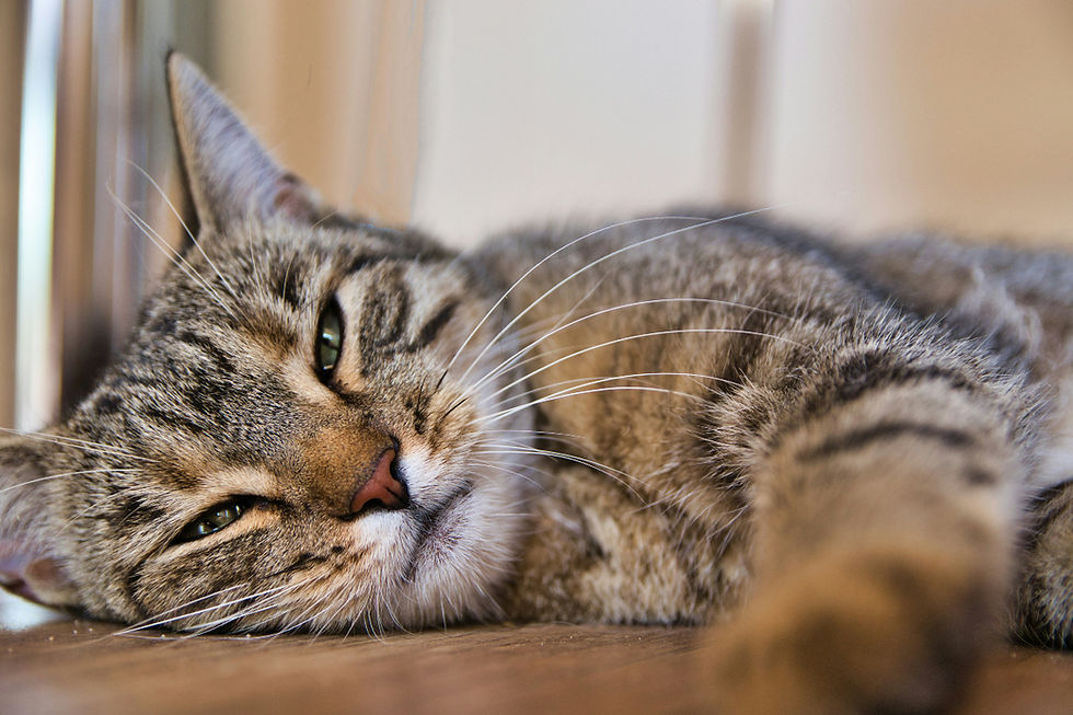 Tabby cat lying down, eyes half-closed, looking tired. 