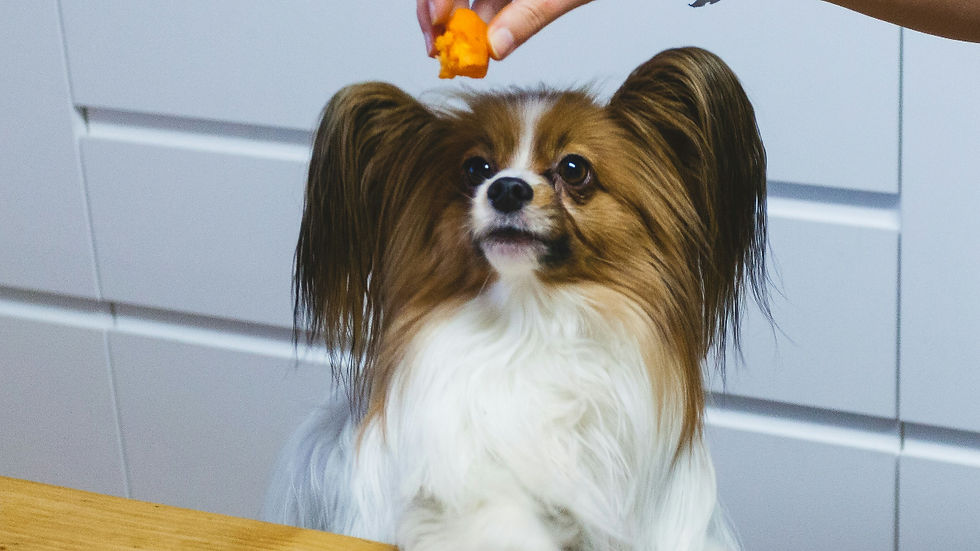 Small long-haired dog looks up at a hand offering human food 