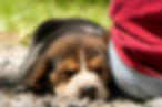 Beagle puppy sleeping on gravel next to someone in a red shirt and jeans. 